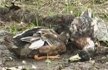 Kerala Orders Culling After Bird Flu Outbreaks